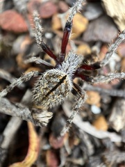 Hortophora