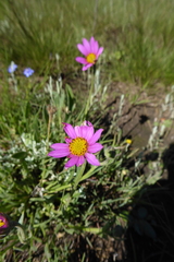 Dimorphotheca jucunda