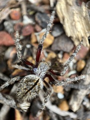 Hortophora