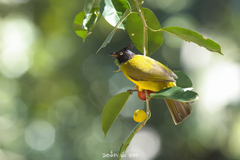 Rubigula flaviventris