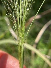 Panicum