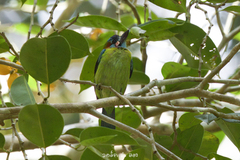 Psilopogon duvaucelii