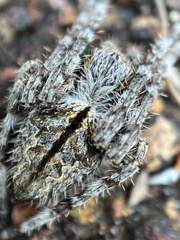 Hortophora
