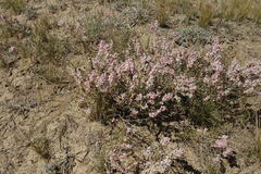 Atraphaxis frutescens