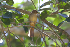 Iole viridescens