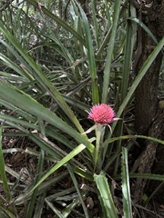 Bromelioideae