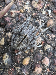 Hortophora