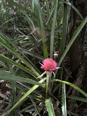 Bromelioideae