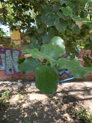 Beilschmiedia miersii