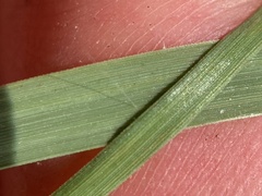 Panicum