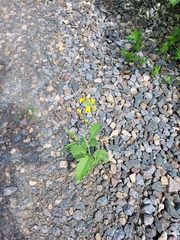Brassica napus