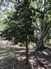 Beilschmiedia miersii