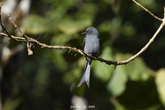 Dicrurus leucophaeus mouhoti