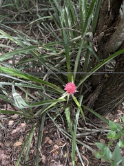 Bromelioideae