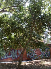 Beilschmiedia miersii