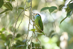 Psilopogon asiaticus