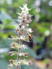 Horciasinus signoreti