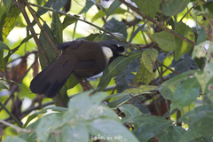 Pterorhinus chinensis