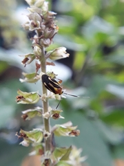 Horciasinus signoreti