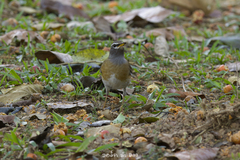 Turdus obscurus