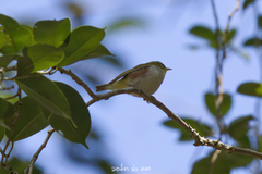 Zosterops erythropleurus