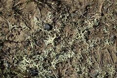 Xanthoparmelia camtschadalis