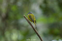 Culicicapa ceylonensis