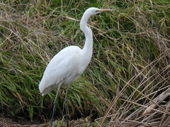 Ardea alba