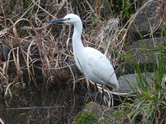 Egretta garzetta