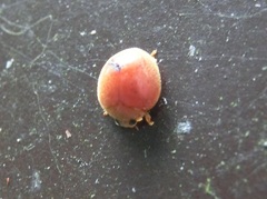 Chilocorus circumdatus