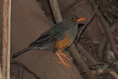 Turdus abyssinicus