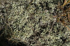 Xanthoparmelia camtschadalis