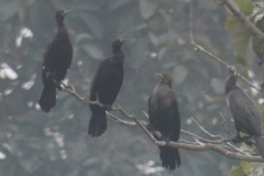 Phalacrocorax fuscicollis