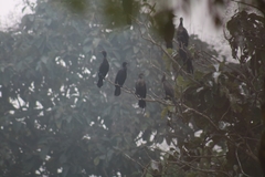 Phalacrocorax fuscicollis