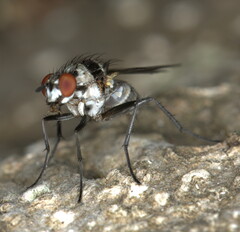 Diptera