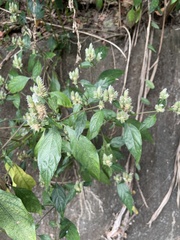 Lepidagathis formosensis