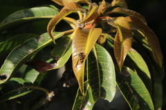 Ancistrocerus fortunatus