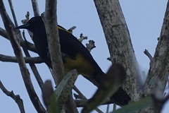 Icterus portoricensis