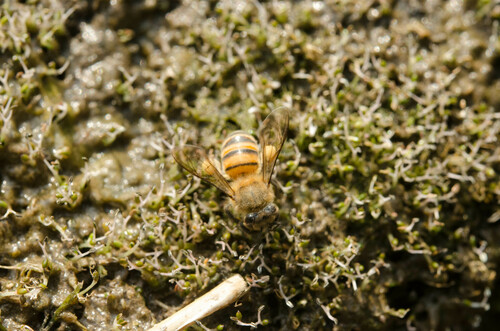 West African Honey Bee