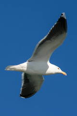 Larus marinus