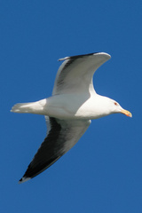 Larus marinus