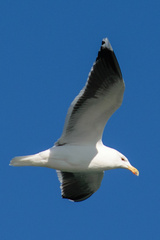 Larus marinus