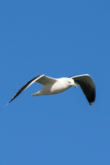Larus marinus