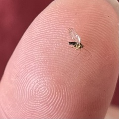 Platycorypha nigrivirga