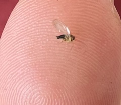 Platycorypha nigrivirga