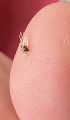 Platycorypha nigrivirga