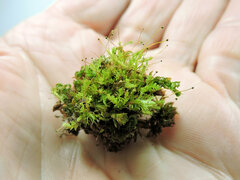 Aulacomnium androgynum