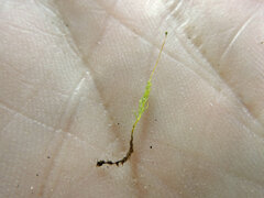 Aulacomnium androgynum