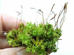 Plagiomnium undulatum