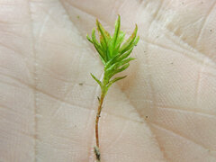 Plagiomnium undulatum